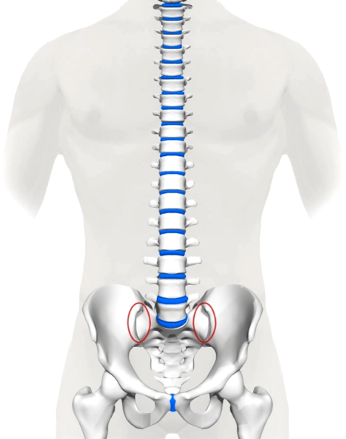 Spine illustration