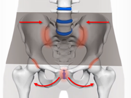 Skeleton model showing wide sacroiliac belt aggravating ligaments around the lower SI joint